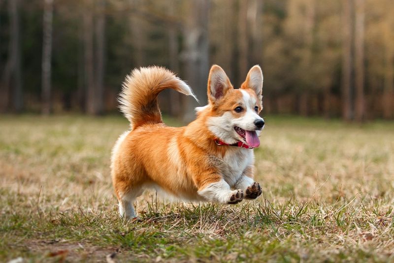 Pembroke Welsh Corgi