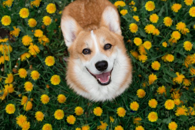 Pembroke Welsh Corgi
