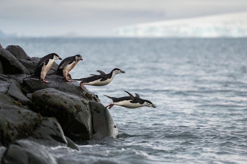 Penguin