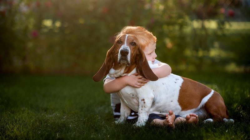 Perfect Family Companions