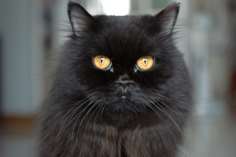 Persian