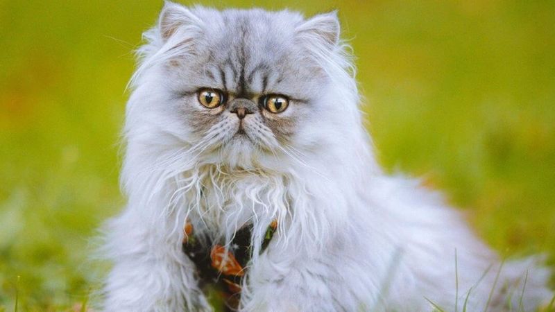 Persian