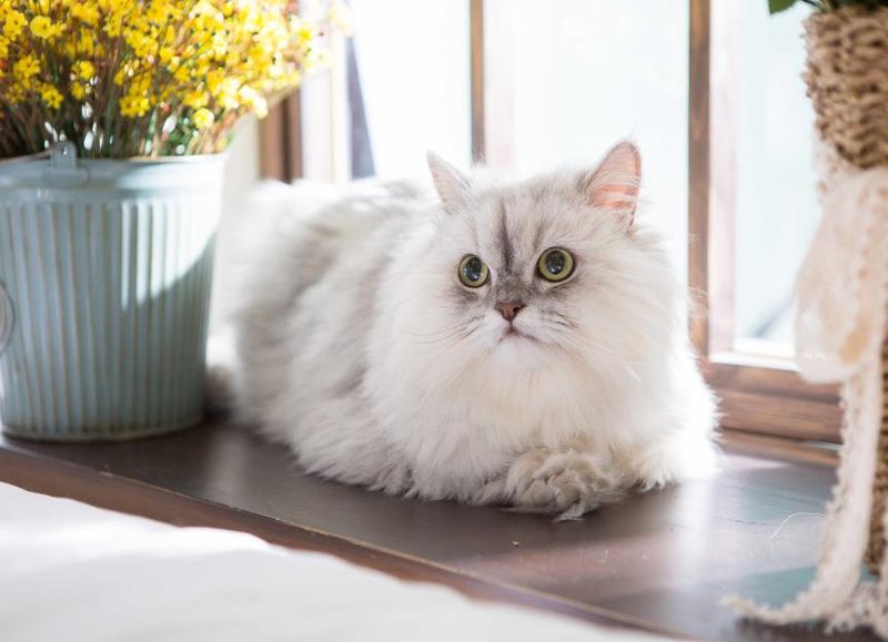 Persian
