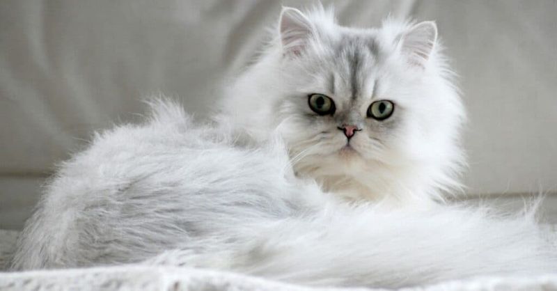 Persian