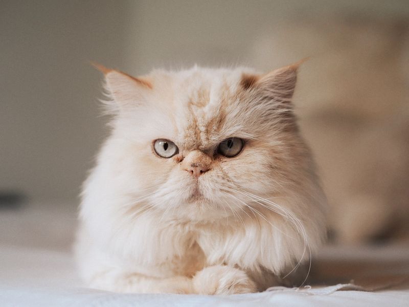 Persian