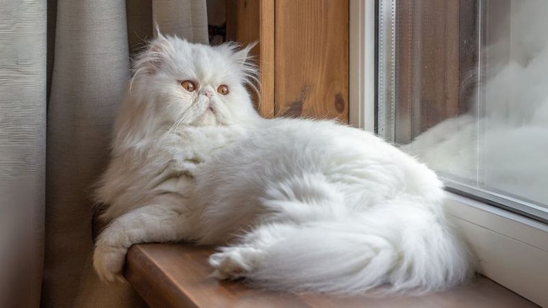 Persian Cat