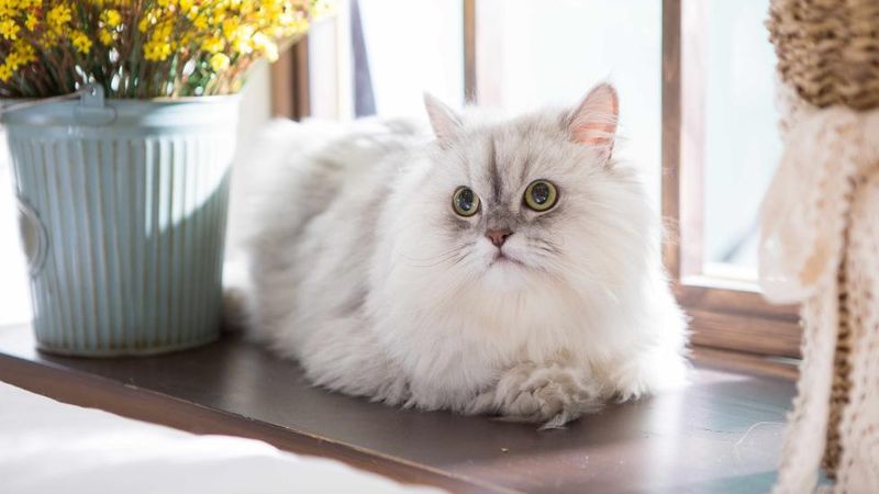 Persian Cat