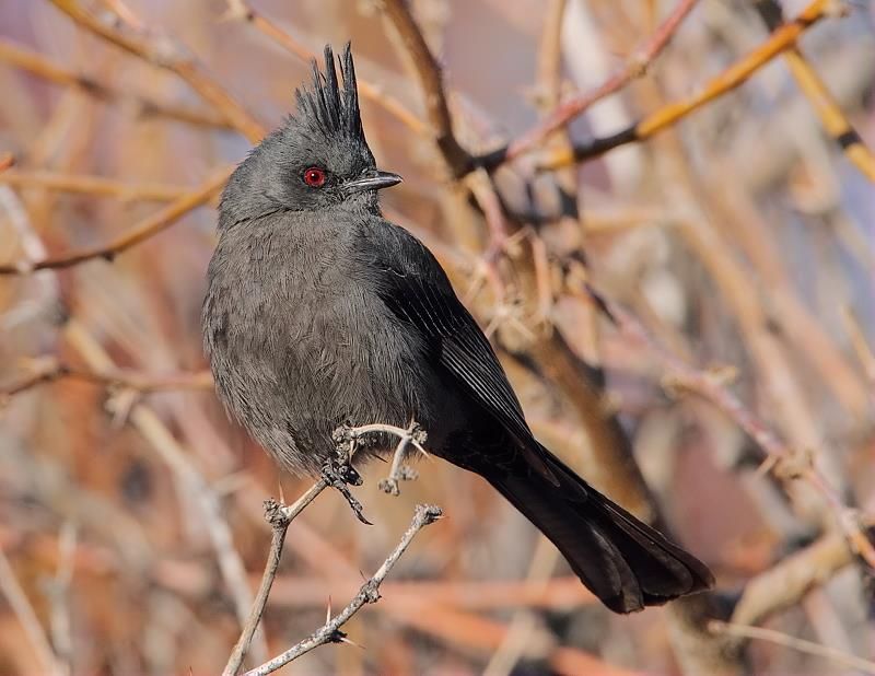 Phainopepla