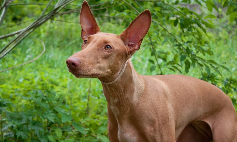 Pharaoh Hound