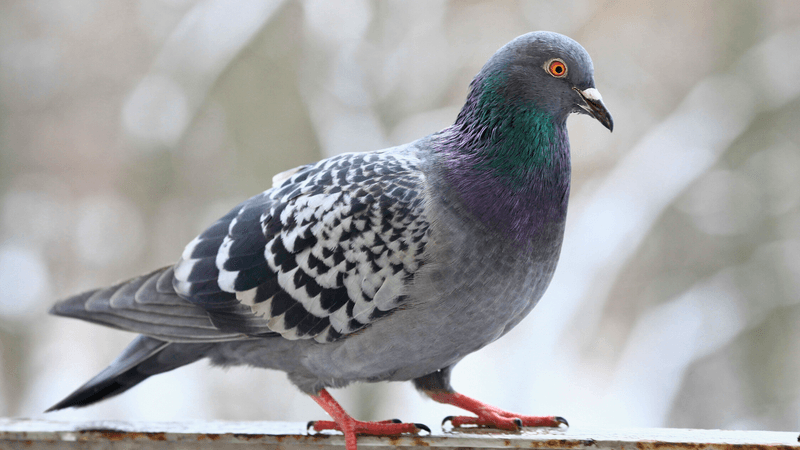Pigeons