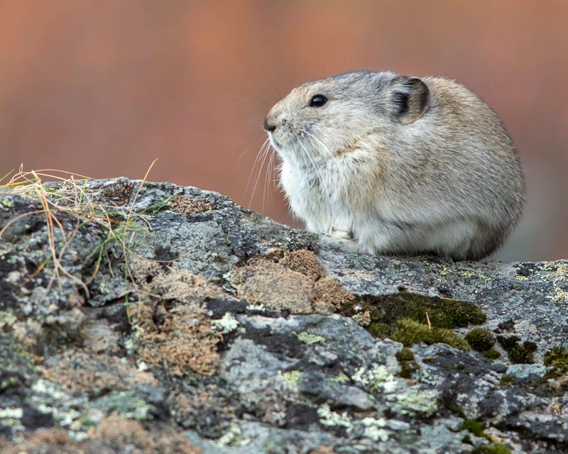 Pika