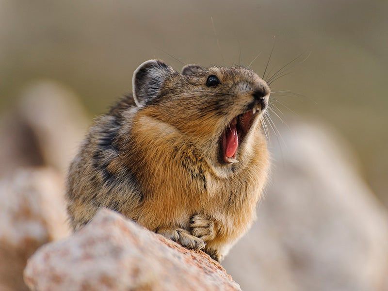 Pika