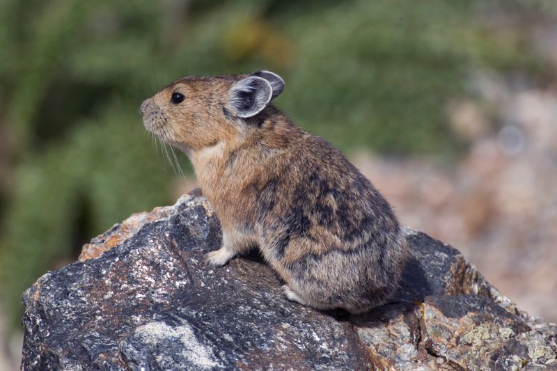 Pika on Tundra Communities Trail