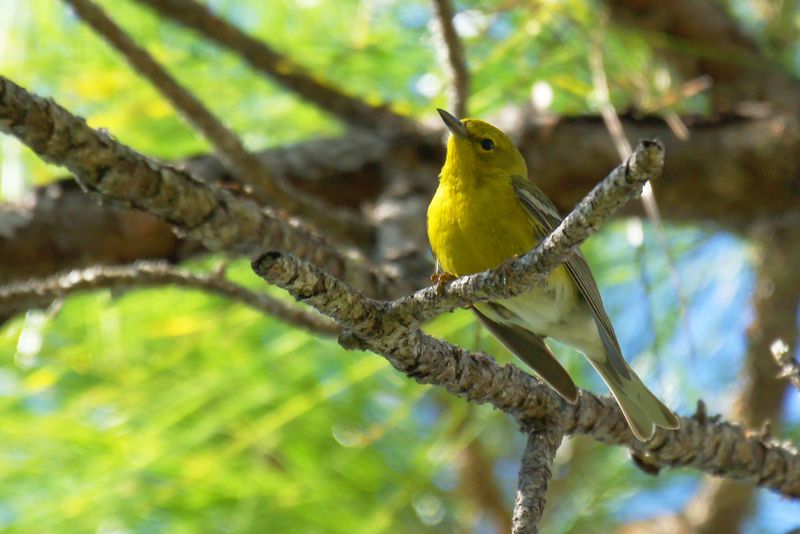 Pine Warbler