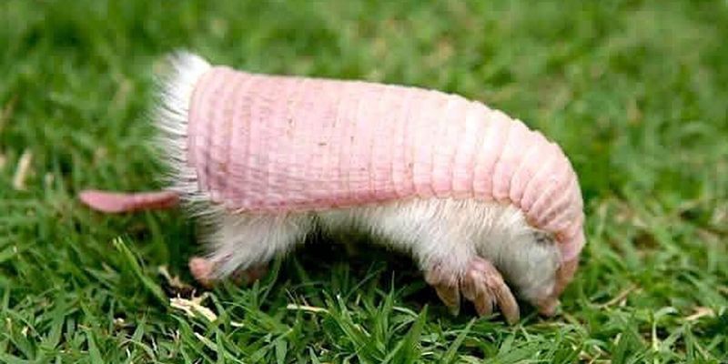 Pink Fairy Armadillo
