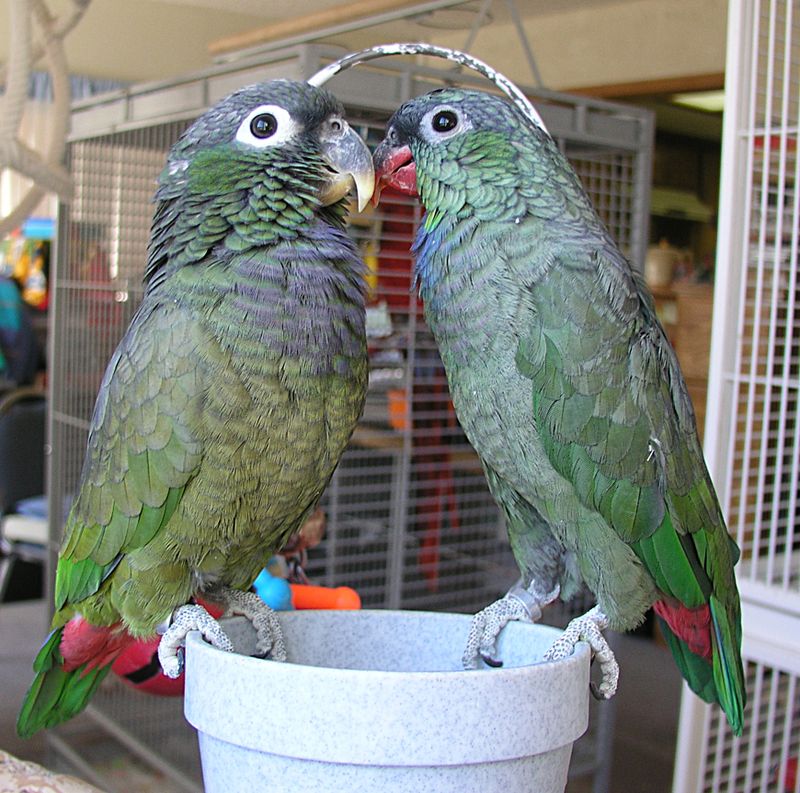Pionus Parrot