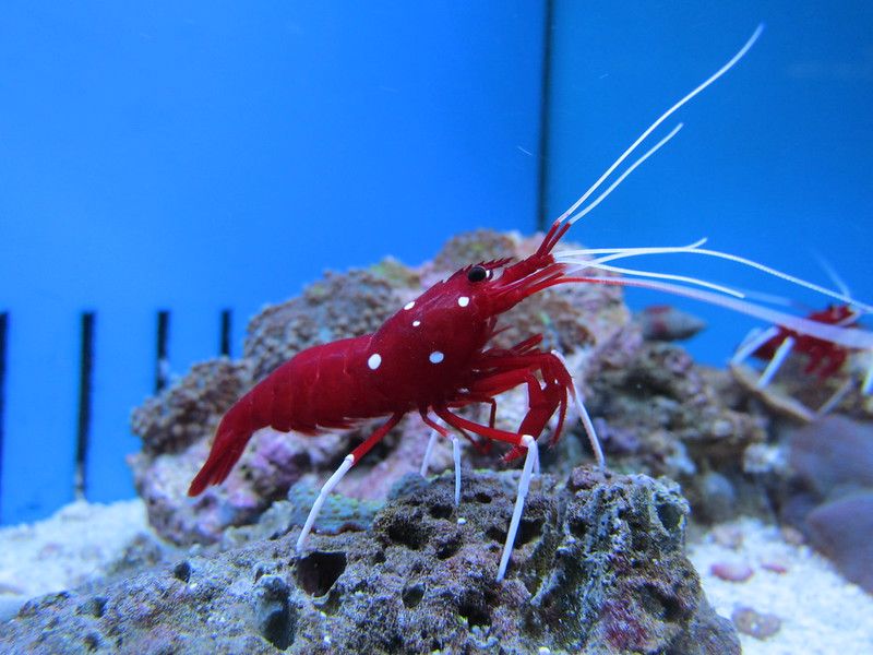 Pistol Shrimp
