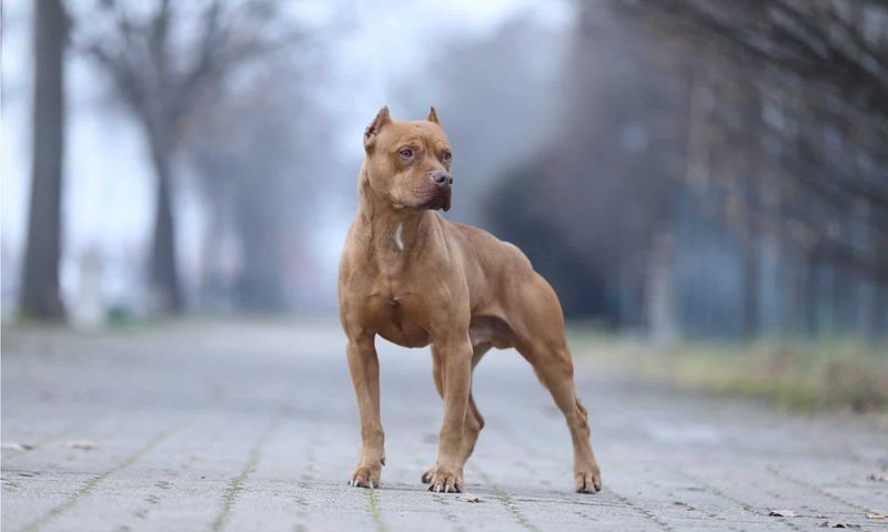 Pit Bull Courage