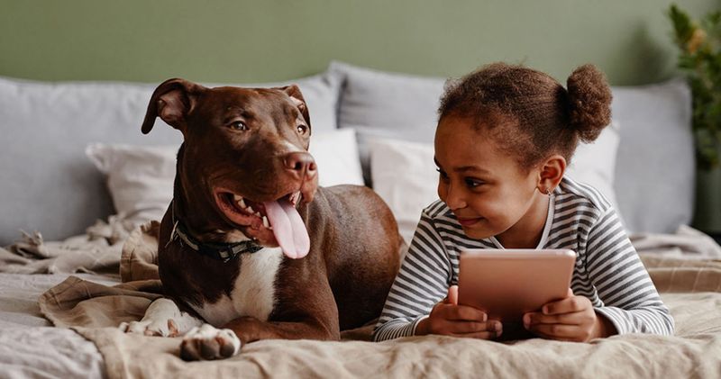 Pit Bull Terrier