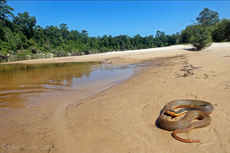 Plain-bellied Water Snake
