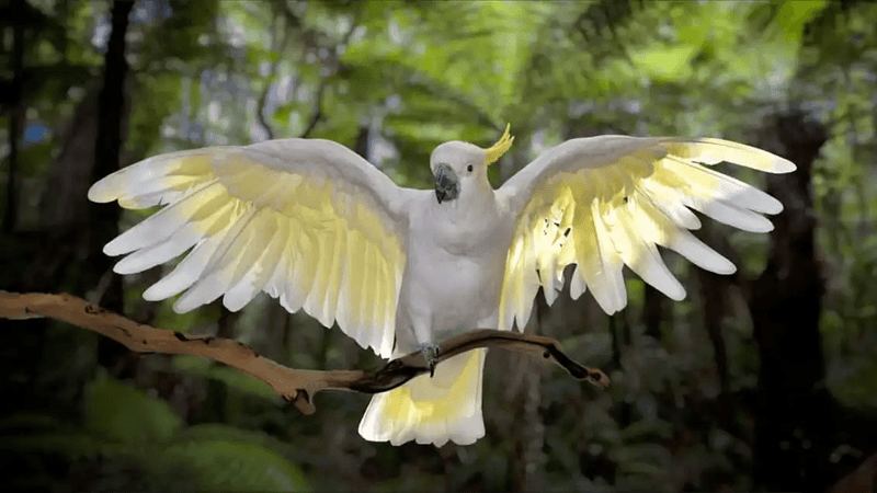 Playful Acrobatics