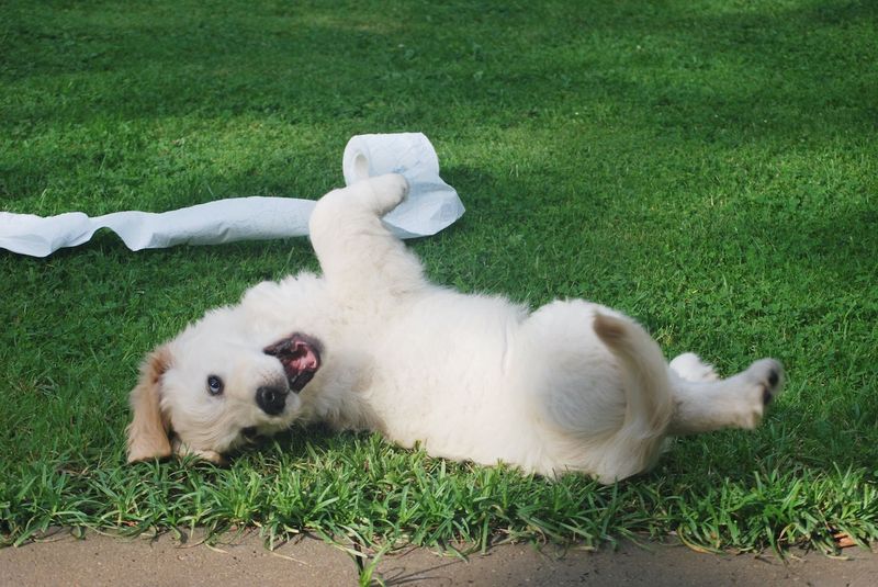 Playful Mischief