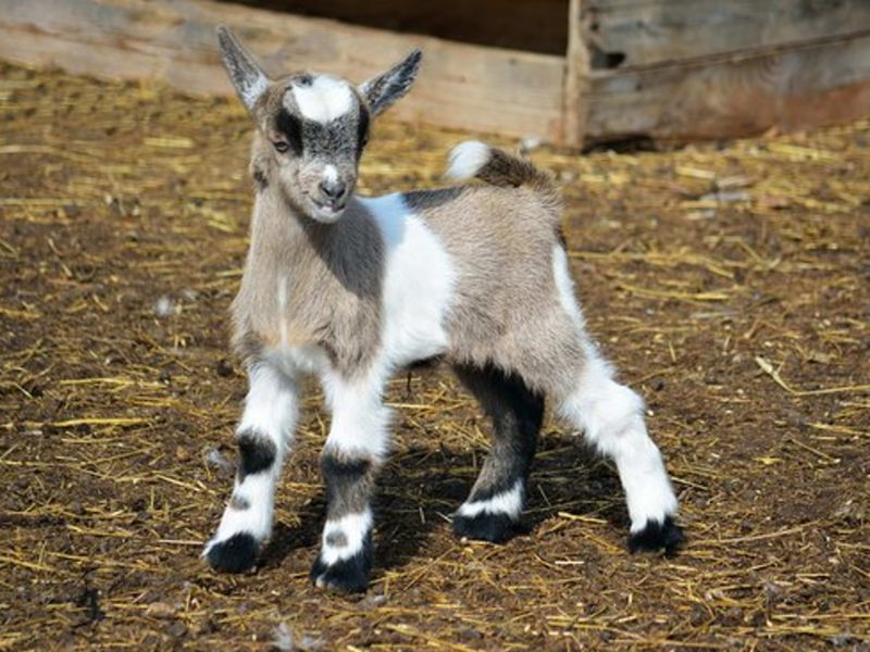 Playful Pygmy Goats