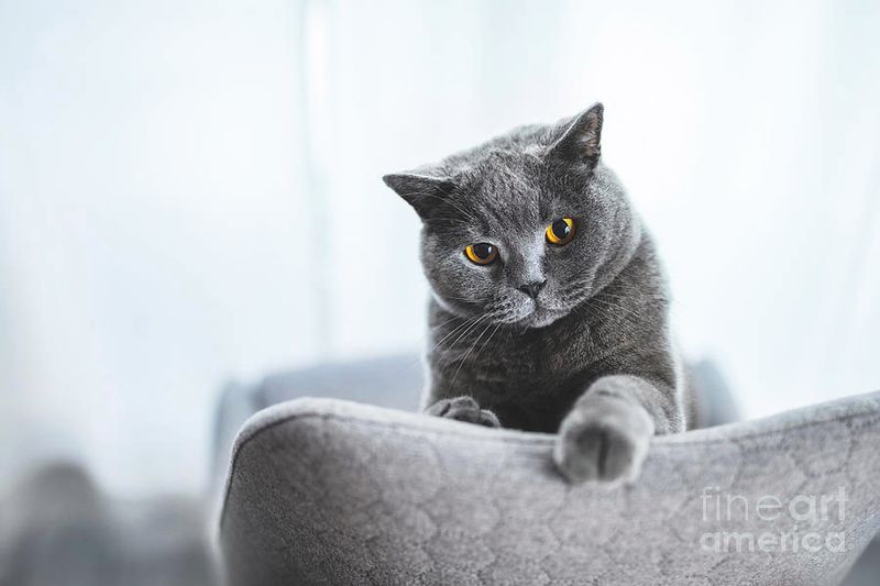 Playful Yet Gentle