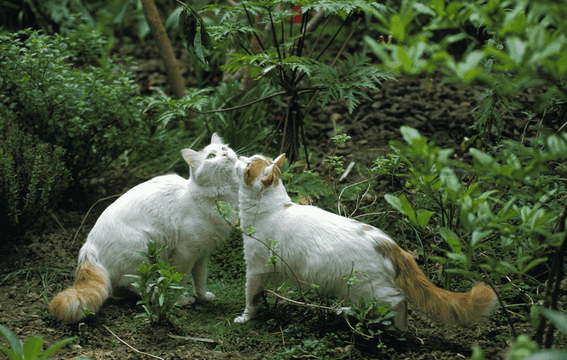 Playful and Energetic