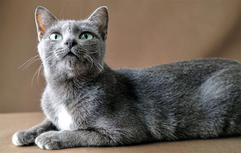 Playful and Intelligent