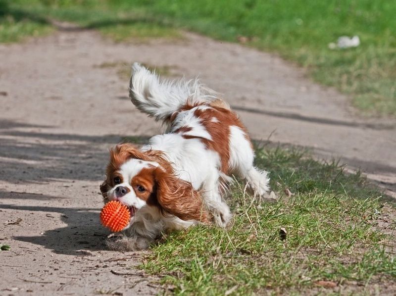 Playing Fetch with Enthusiasm