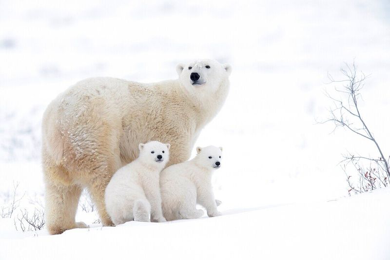 Polar Bear