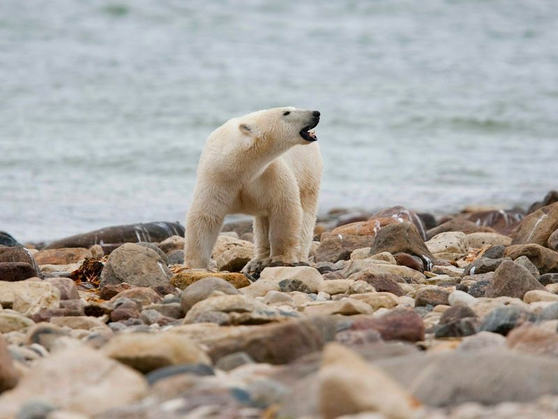 Polar Bear