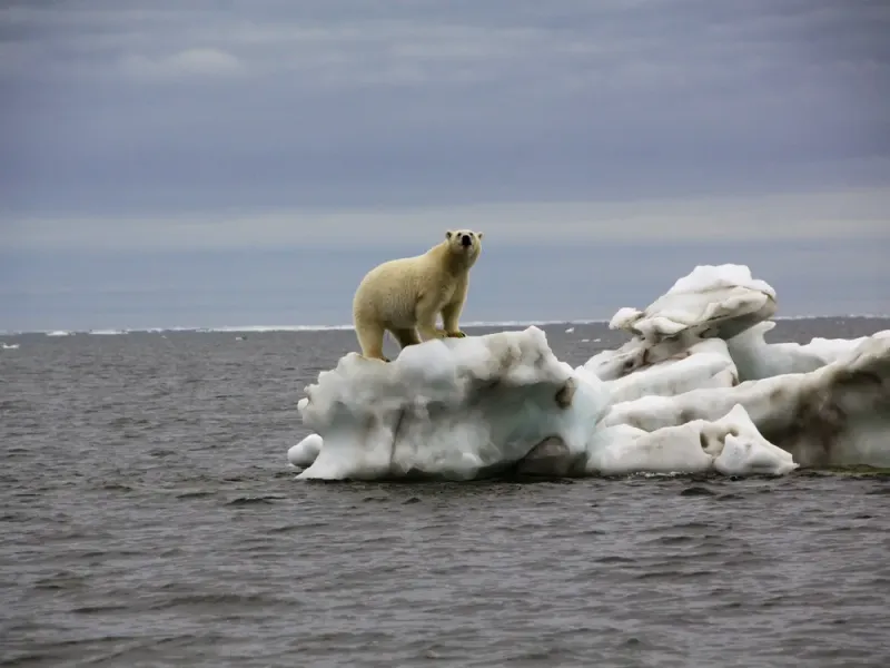 Polar Bear