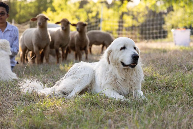 Polish Tatra Sheepdog