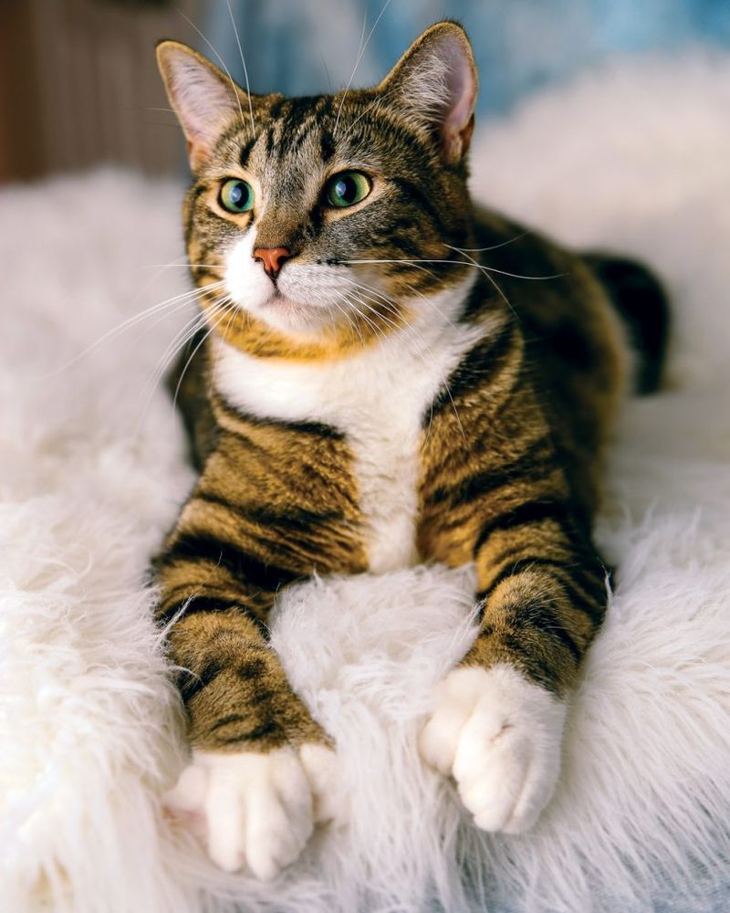 Polydactyl Cats and Superstitions