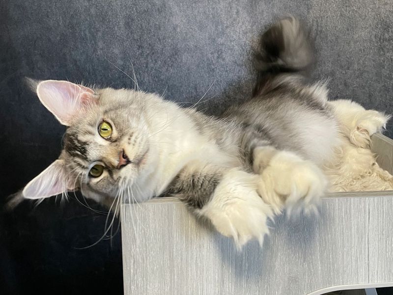 Polydactyl Cats as Therapy Animals