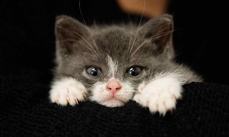 Polydactyl Cats in Pop Culture