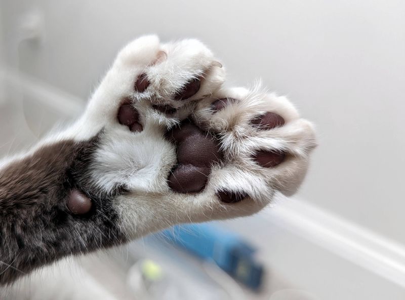 Polydactyl Paws