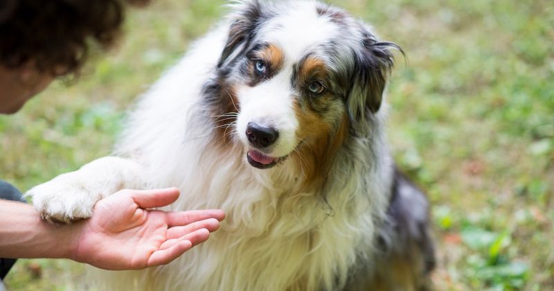 Polydactylism in Other Animals