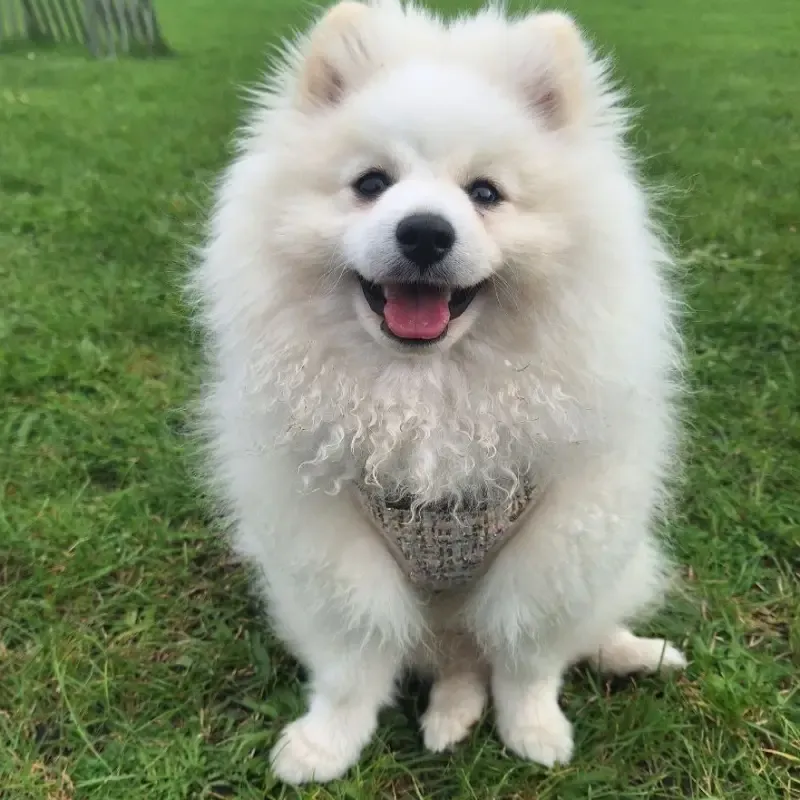 Pomeranian