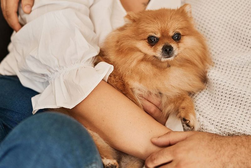Pomeranian