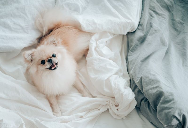 Pomeranian