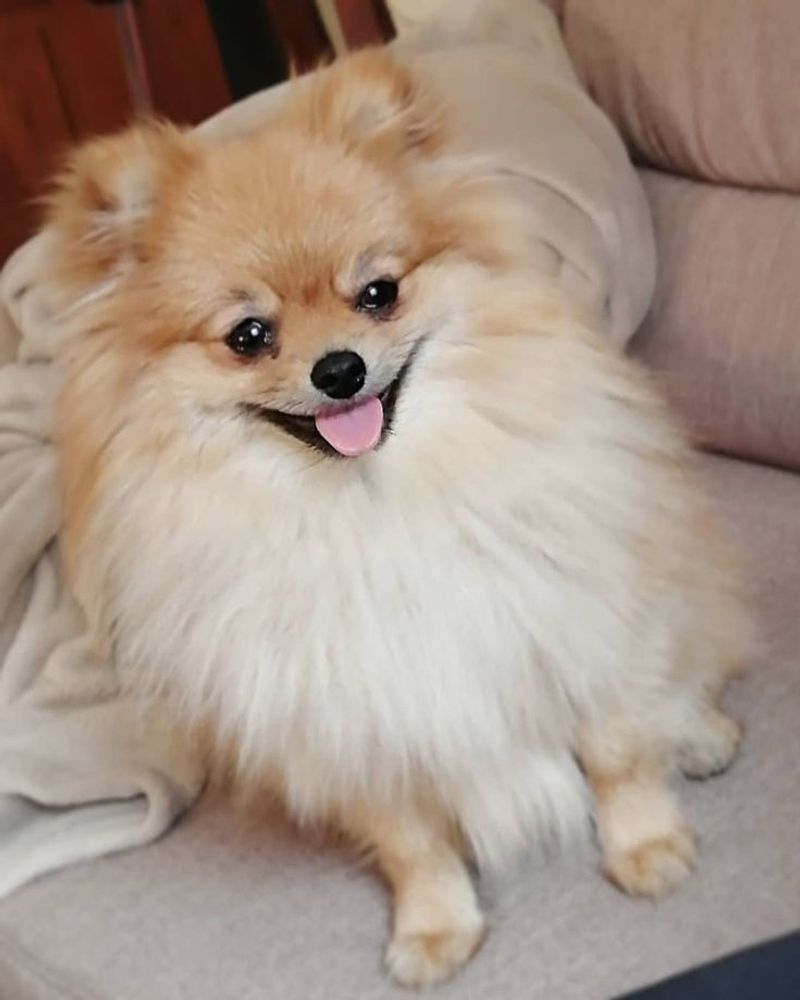 Pomeranian