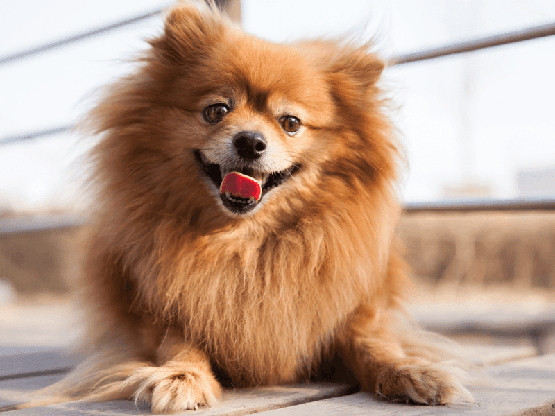Pomeranian