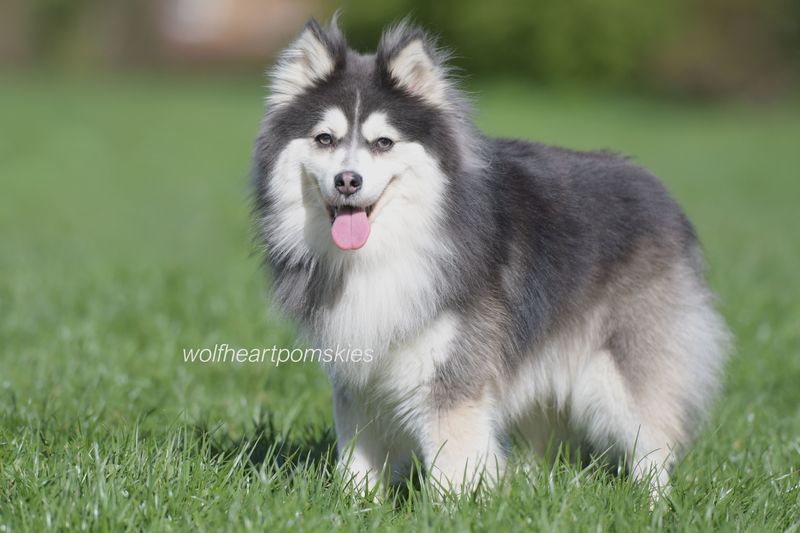 Pomsky
