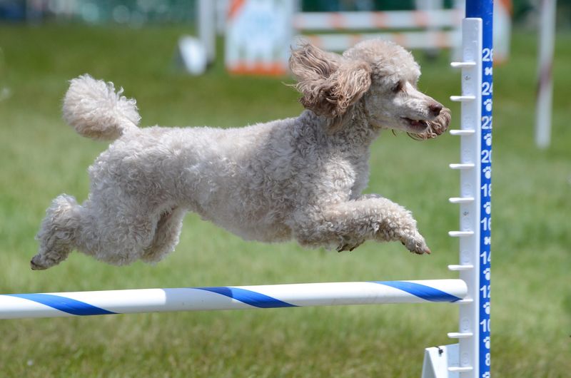 Poodle