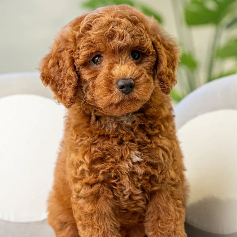 Poodle