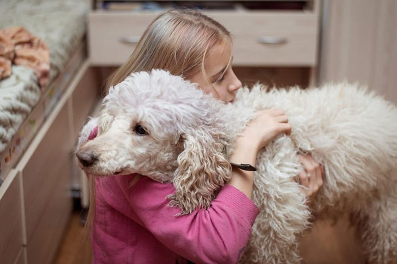 Poodle