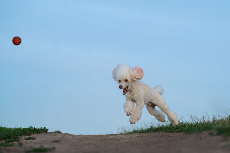 Poodle